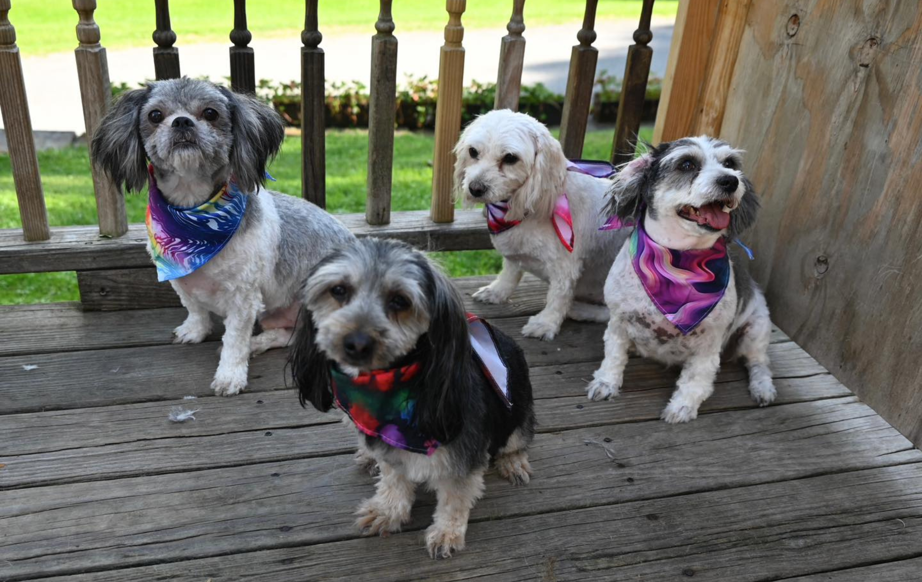 Four small dogs with bandanas pose on a wooden deck.