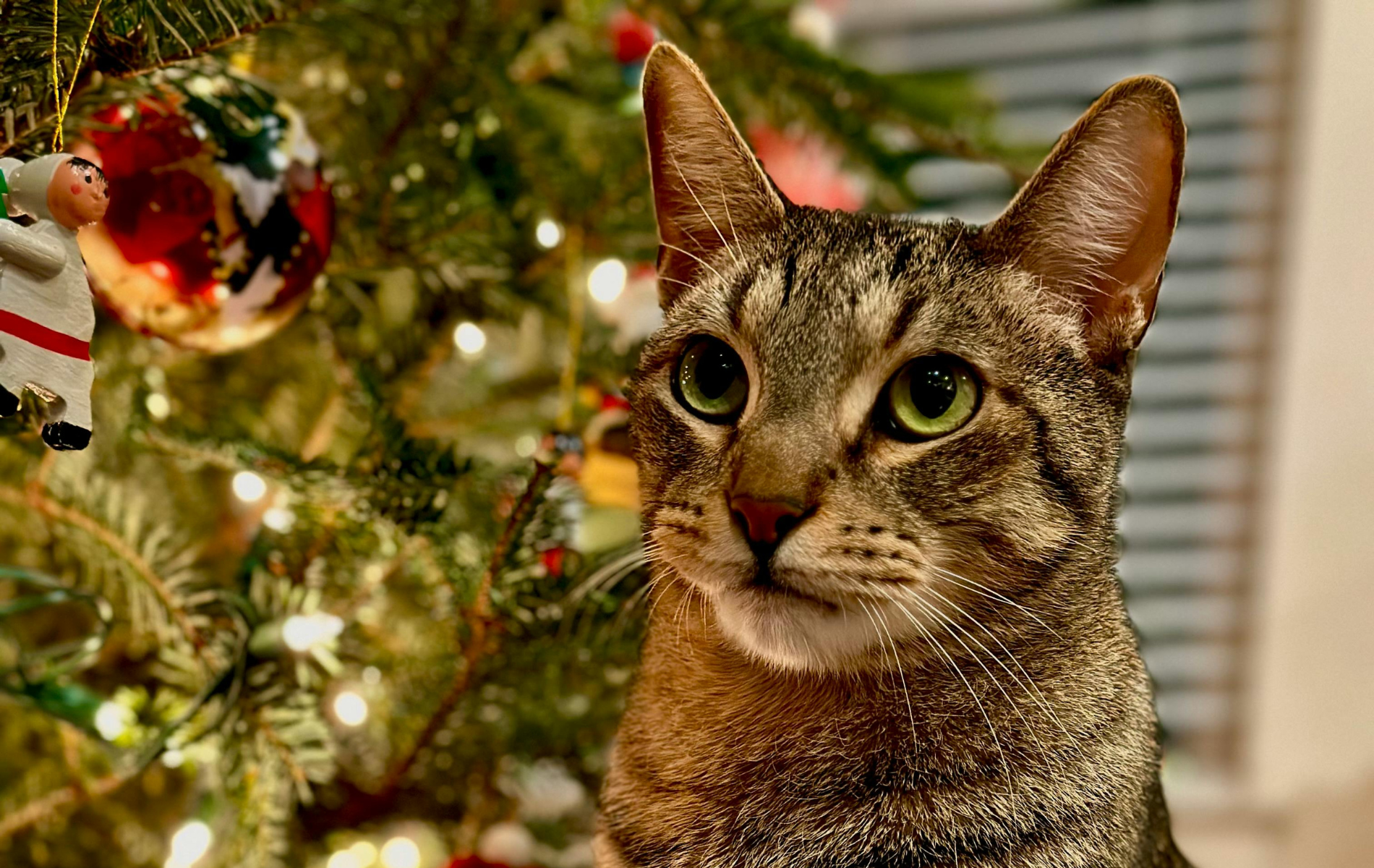 Cat with green eyes, sitting near a Christmas tree with ornaments and lights.
