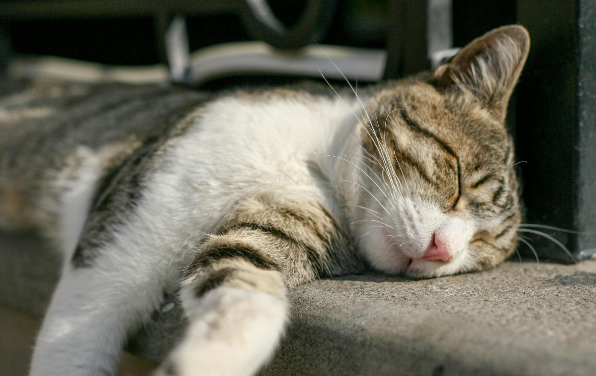 Cat, tabby and white, sleeping with eyes closed on a concrete ledge, sunlit.
