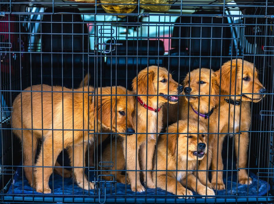 Four golden retriever puppies stand inside a wire travel crate.
