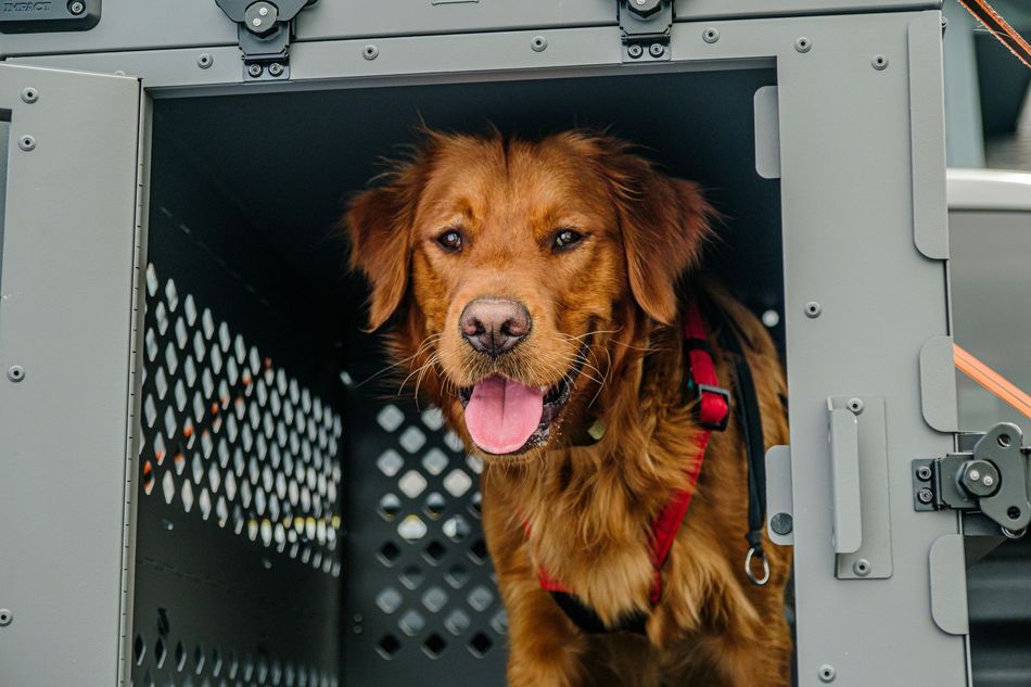 A golden-brown dog wearing a red harness sits inside a grey metal travel crate, looking forward with its mouth open.