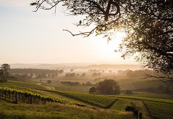 Sunrise Over Hunter Valley Vineyards — Areas We Service in Innisfail, QLD