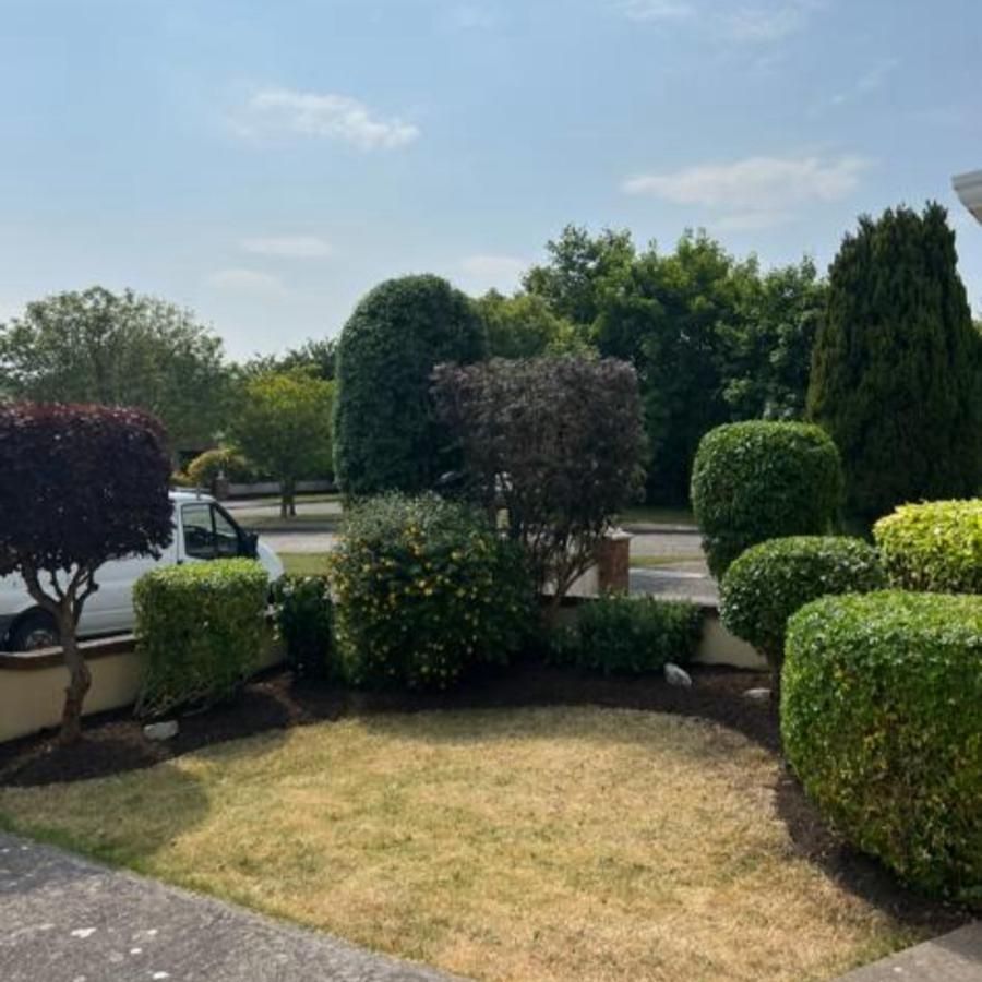 A lush green garden with trees and bushes on a sunny day