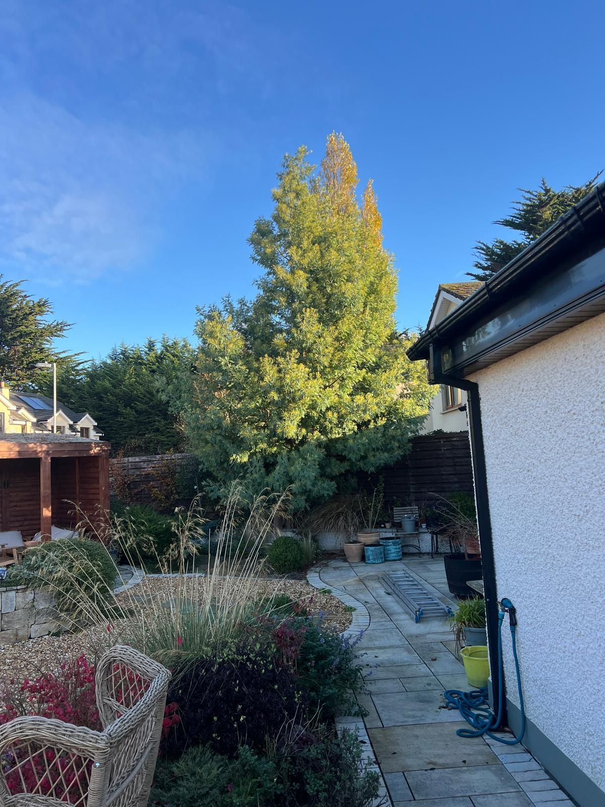 Backyard with a tall tree, plants, pathway, and a house under a clear blue sky.