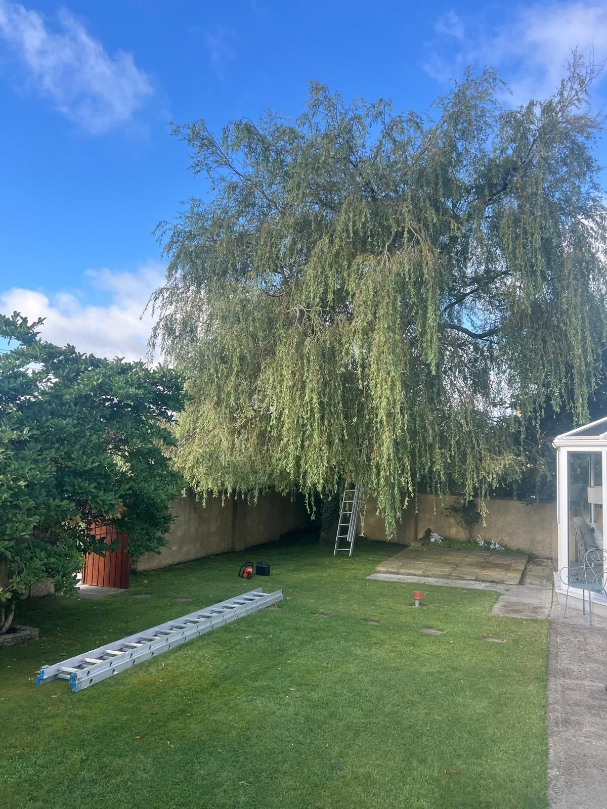 Large weeping tree in a sunny backyard with a ladder propped against it, a long ladder on the lawn, and a small tree.