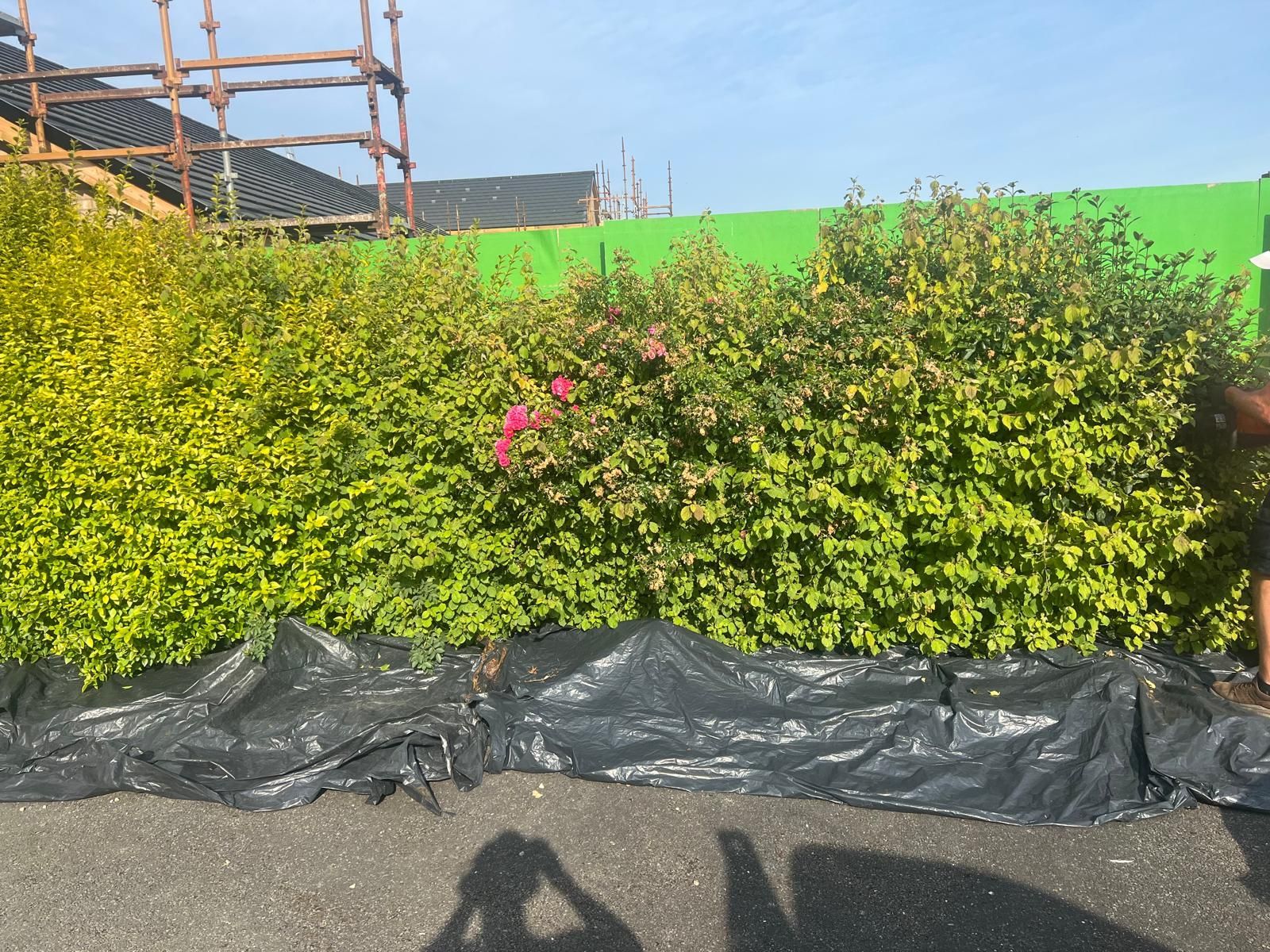 Hedge row with green foliage, in front of a green wall and construction scaffolding. Black tarp covers the ground.
