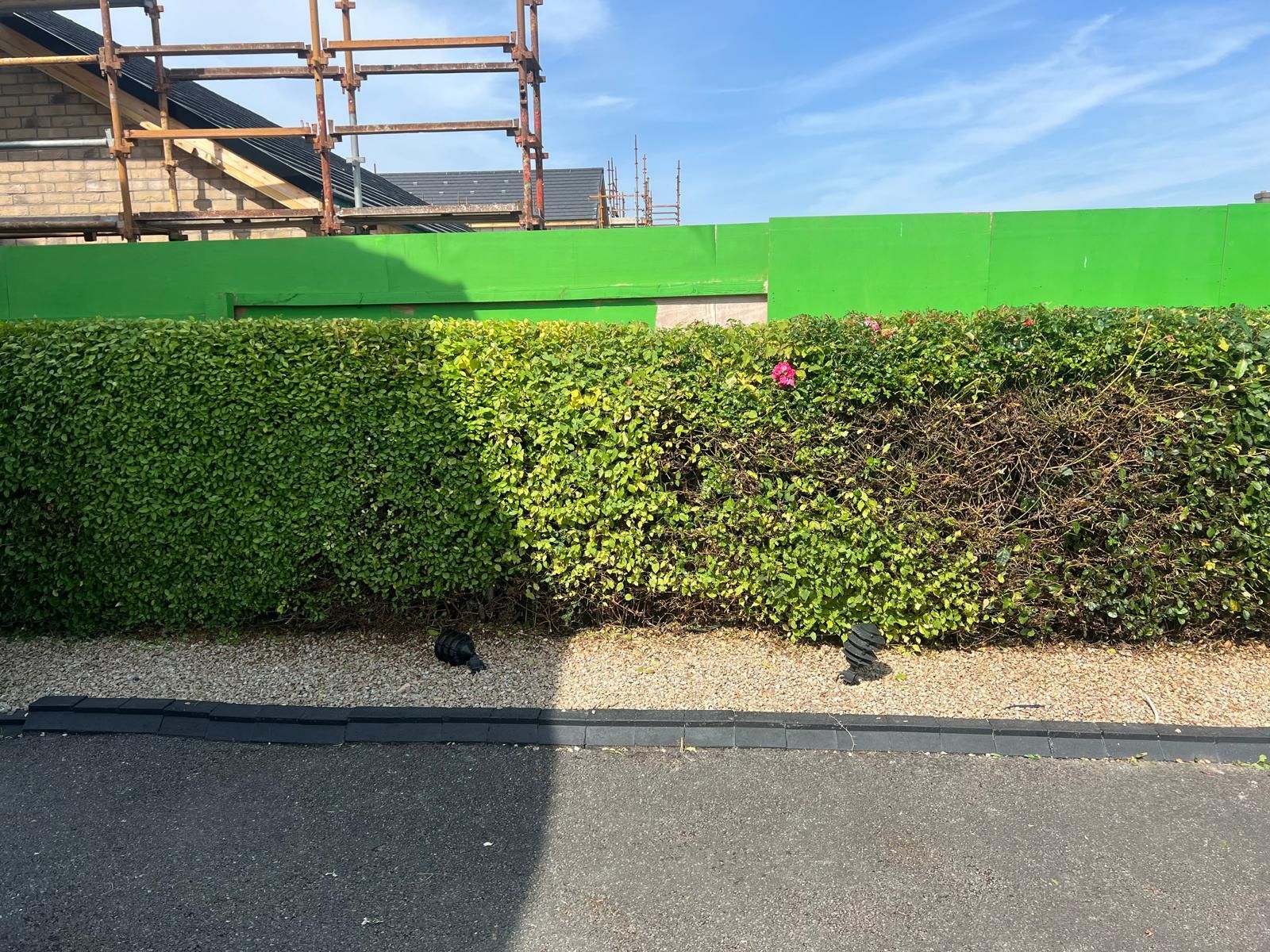 A green hedge with varying shades of green