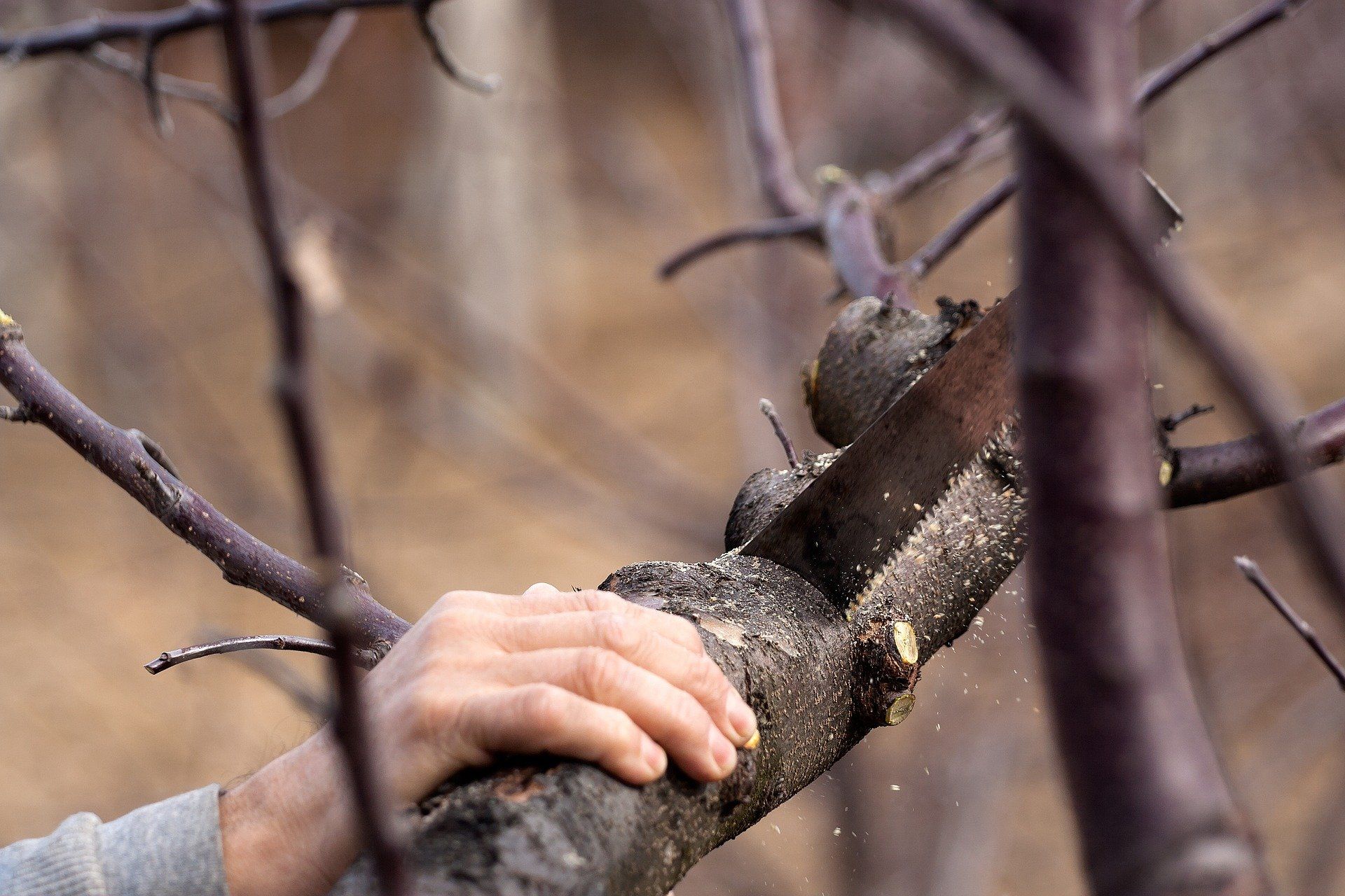 Hand sawing a tree branch, creating sawdust.