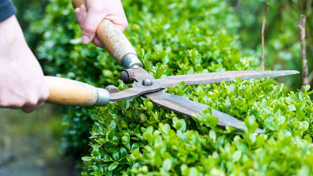 Hands trimming a green bush with metal shears.