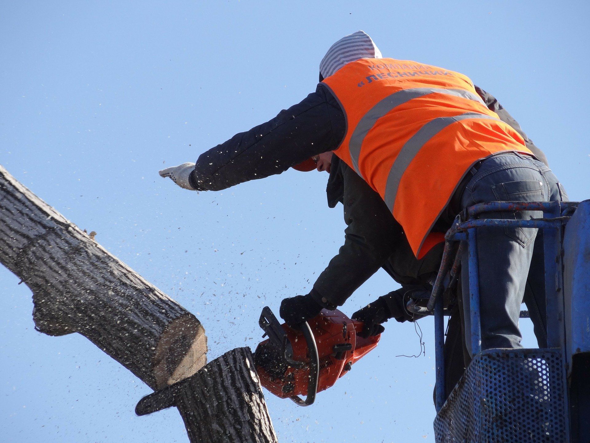 A person in an orange vest uses a chainsaw to cut a tree branch, standing in a lift against a blue sky.