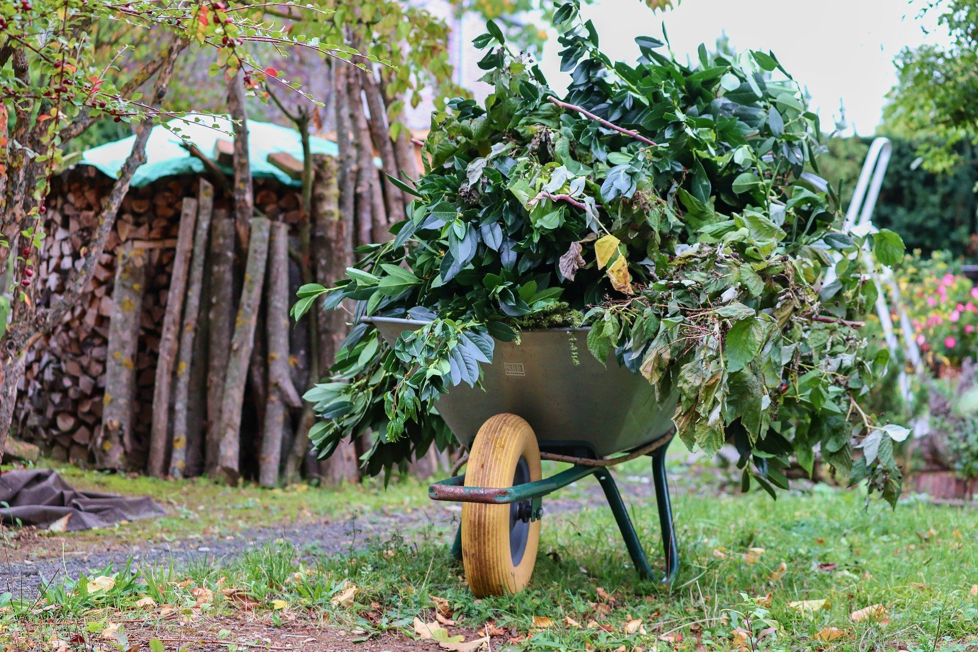 Wheelbarrow overflowing with green yard waste, beside a woodpile in a garden.