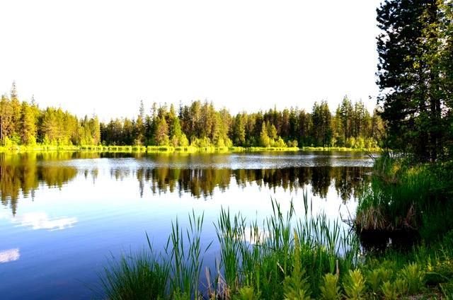 A calm lake reflects a lush, green pine forest under a bright sky, with tall grasses growing in the foreground.
