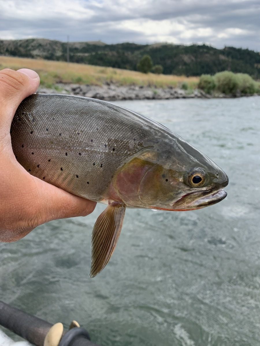 Yellowstone River Gallery Image
