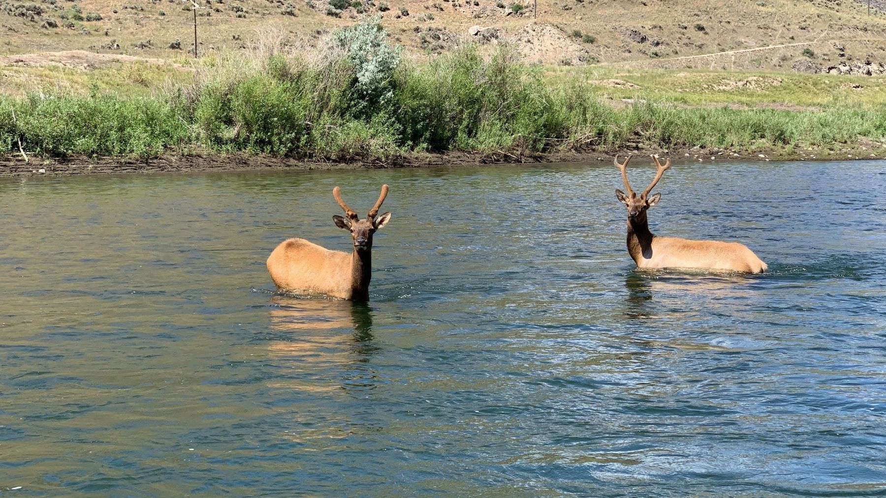 Yellowstone River Gallery Image