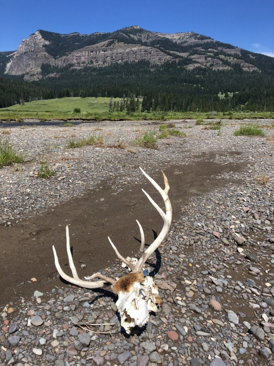 Yellowstone National Park Gallery Image