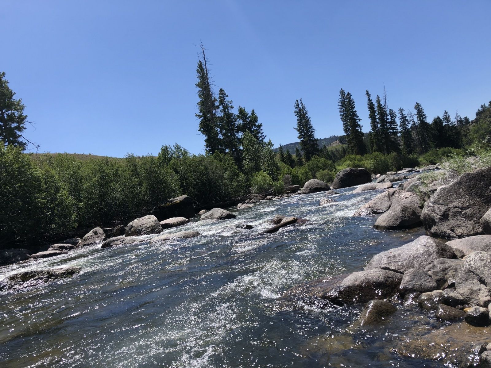 Yellowstone National Park Gallery Image