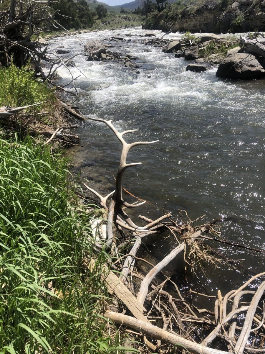 Yellowstone National Park Gallery Image