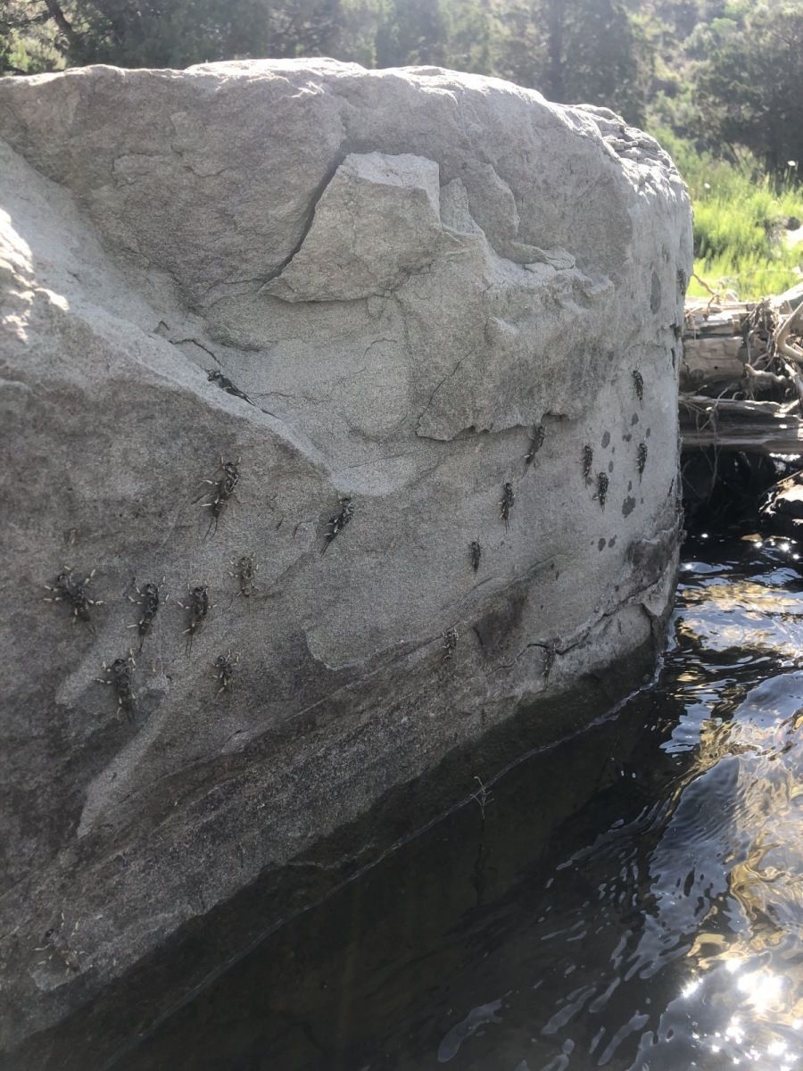 Yellowstone National Park Gallery Image