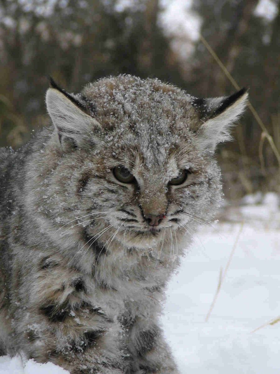 Bobcat