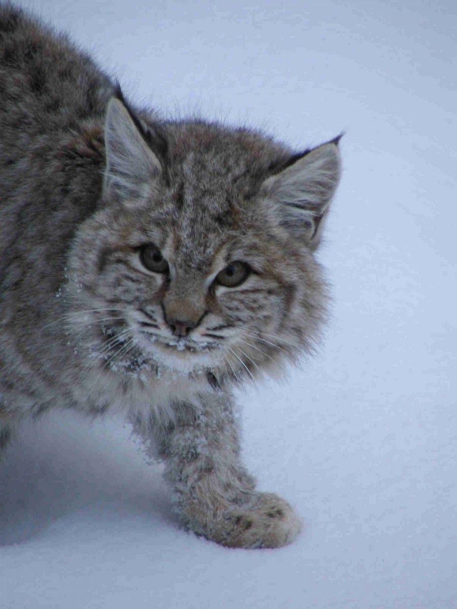 Bobcat