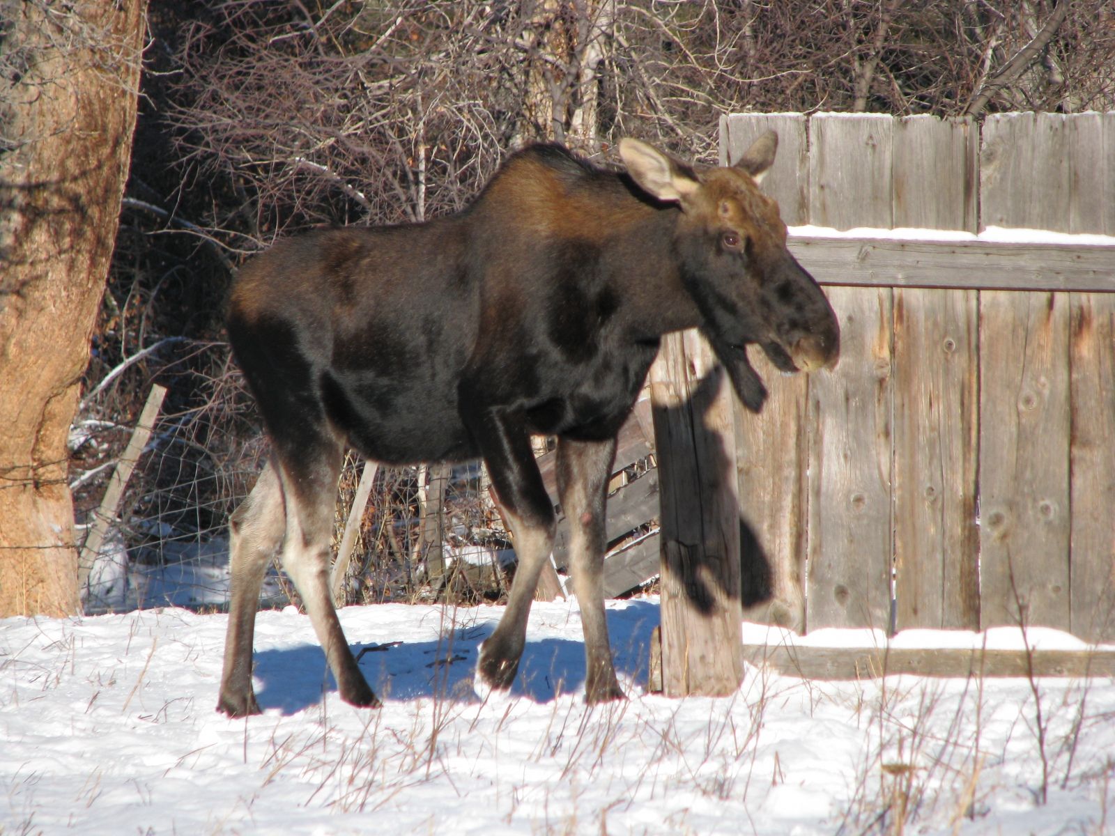 Young Bull Moose