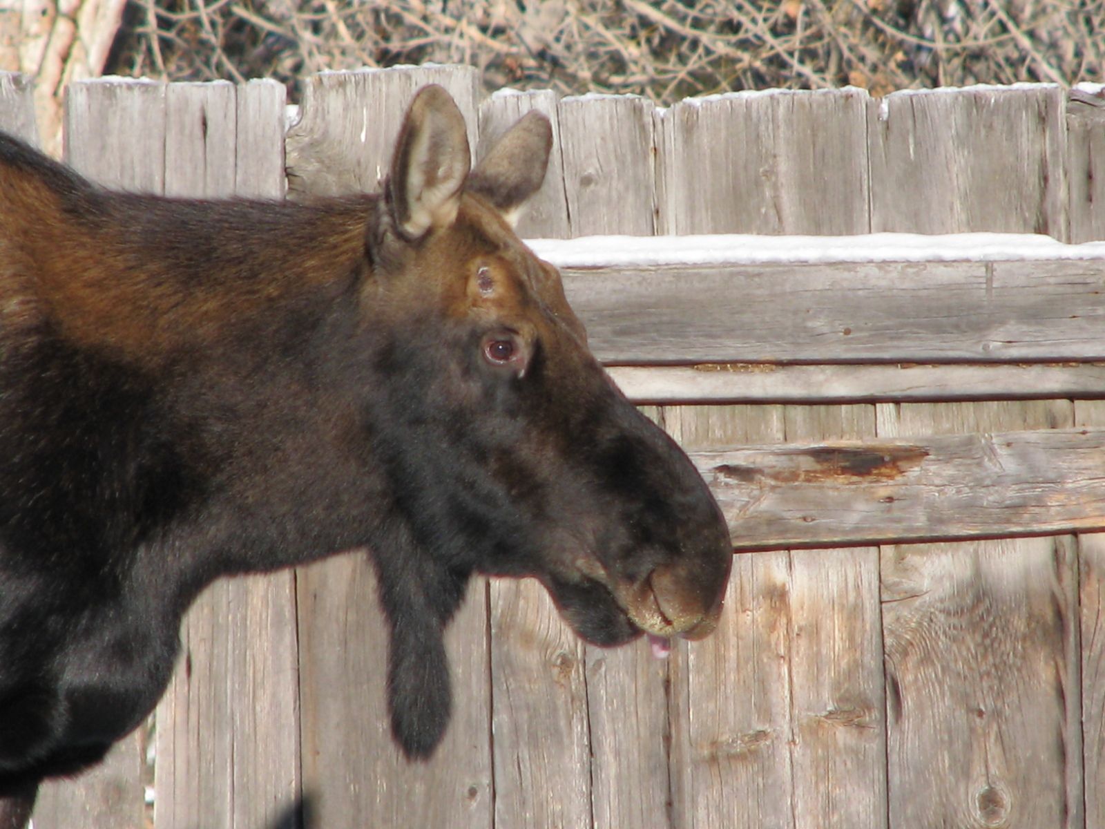 Moose