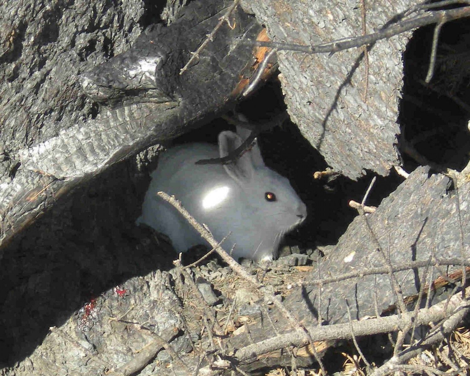 Snowshoe Hare