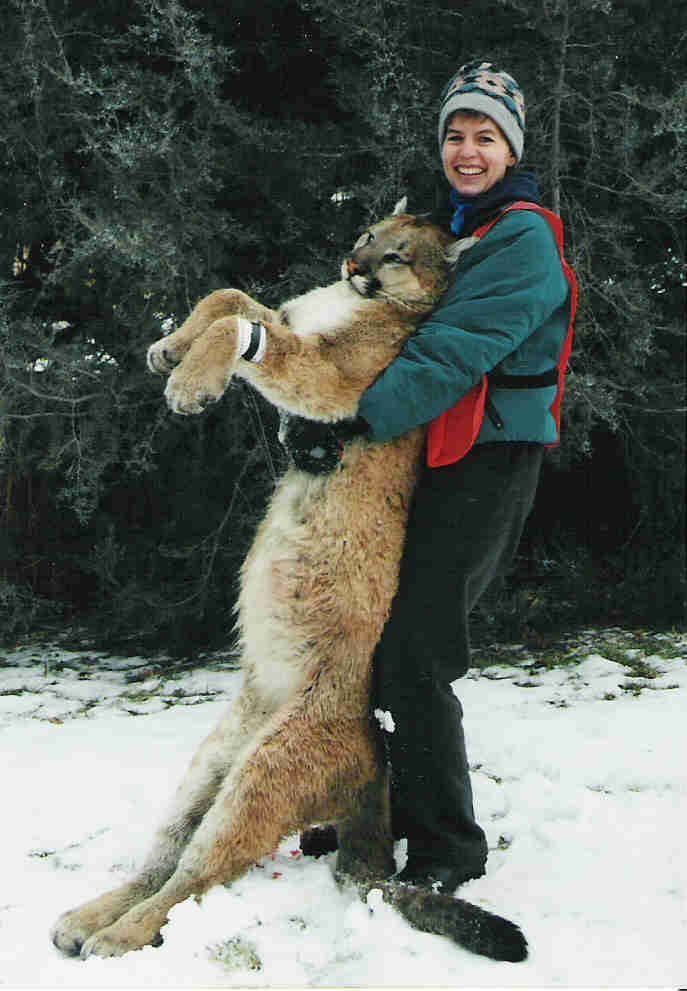 Dena's Mountain Lion