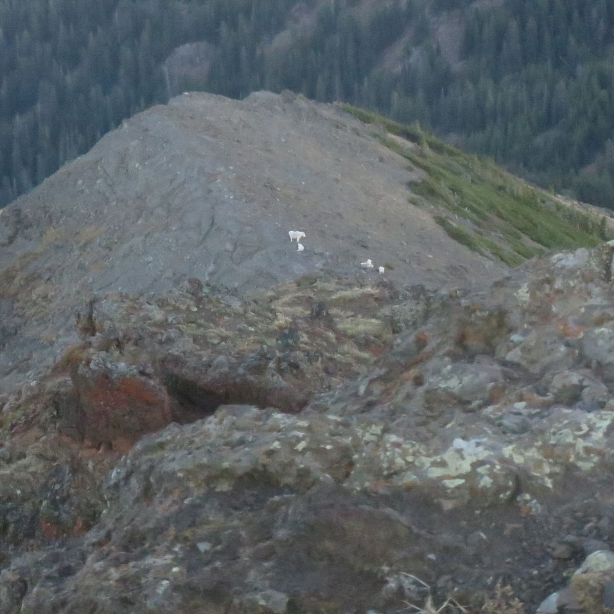 Petrich Family Photo