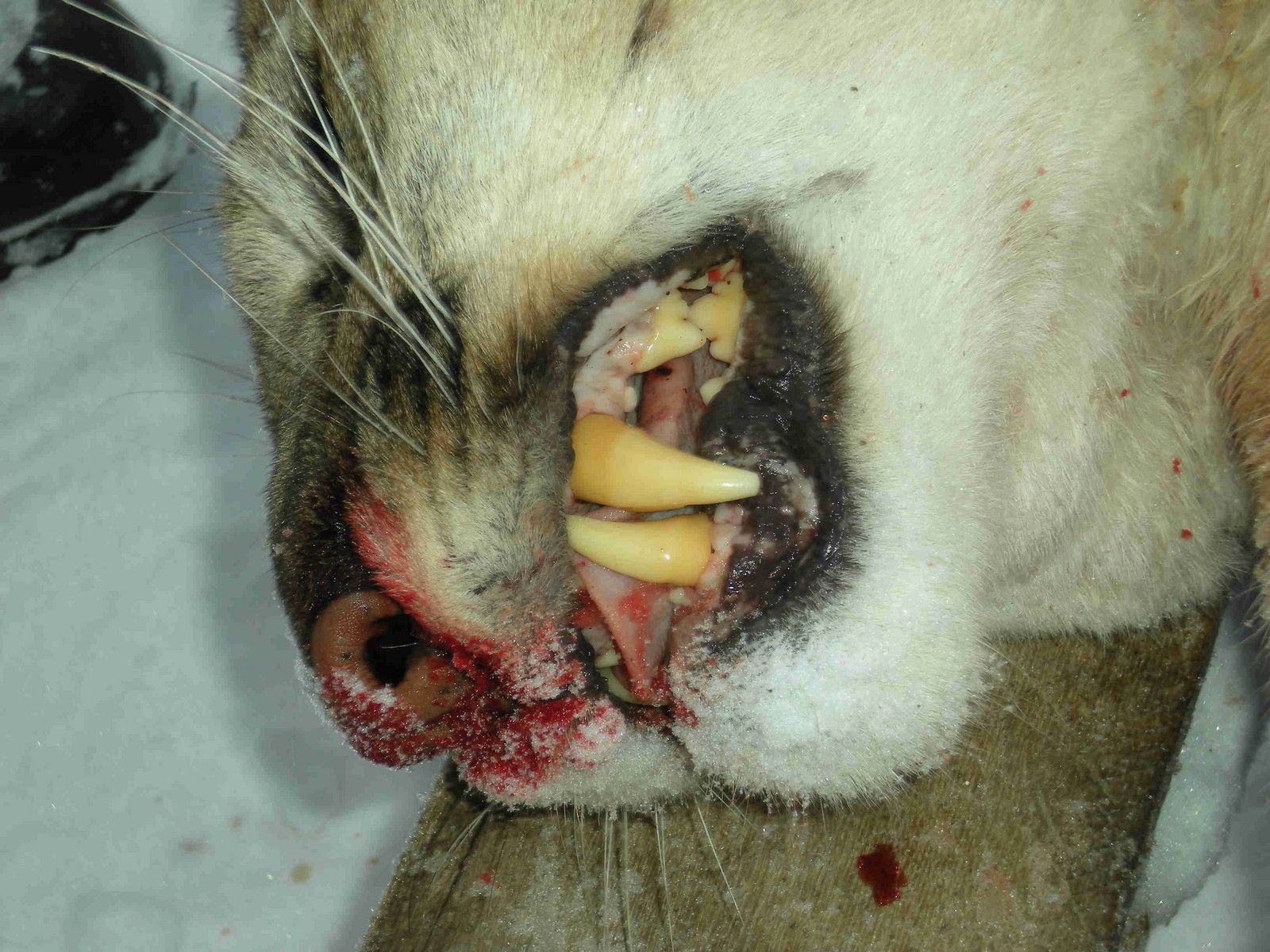 Petrich Family Photo