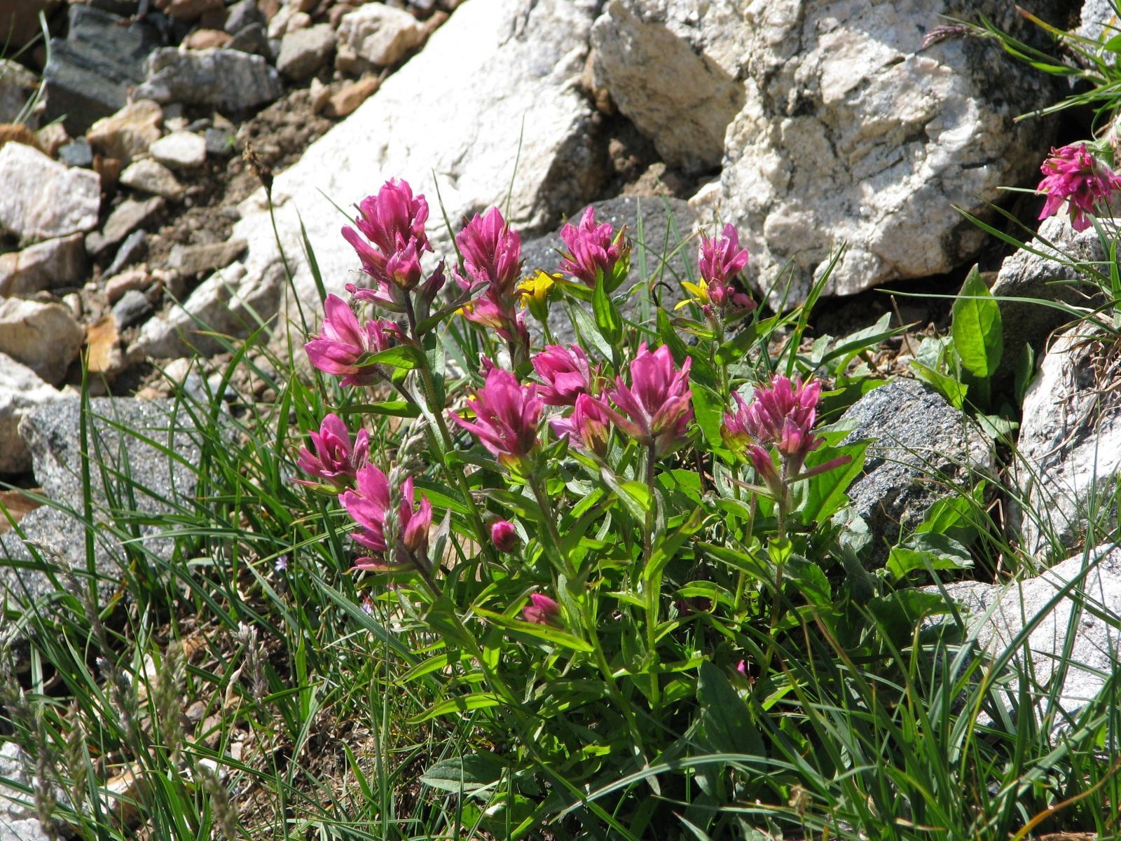 Absaroka Wilderness Photo