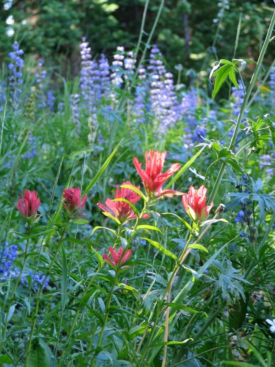 Absaroka Wilderness Photo