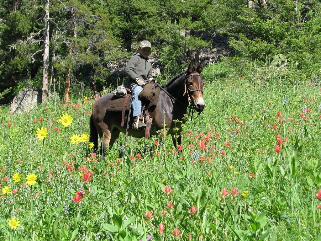 Absaroka Wilderness Photo