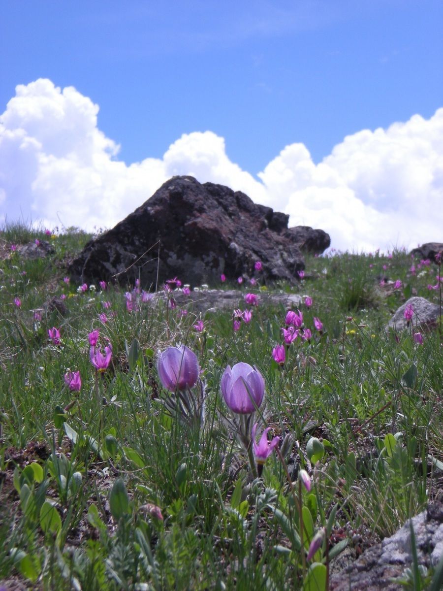 Absaroka Wilderness Photo