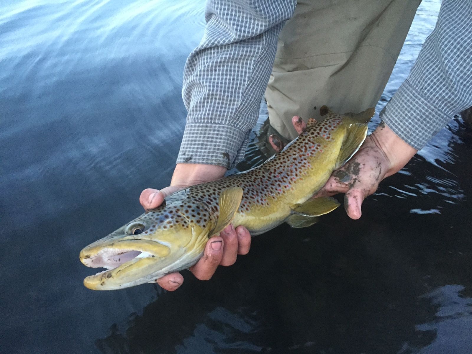 Yellowstone River Gallery Image