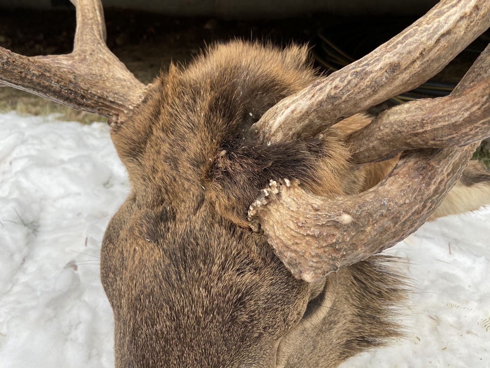 Joe's bull had 4 antlers