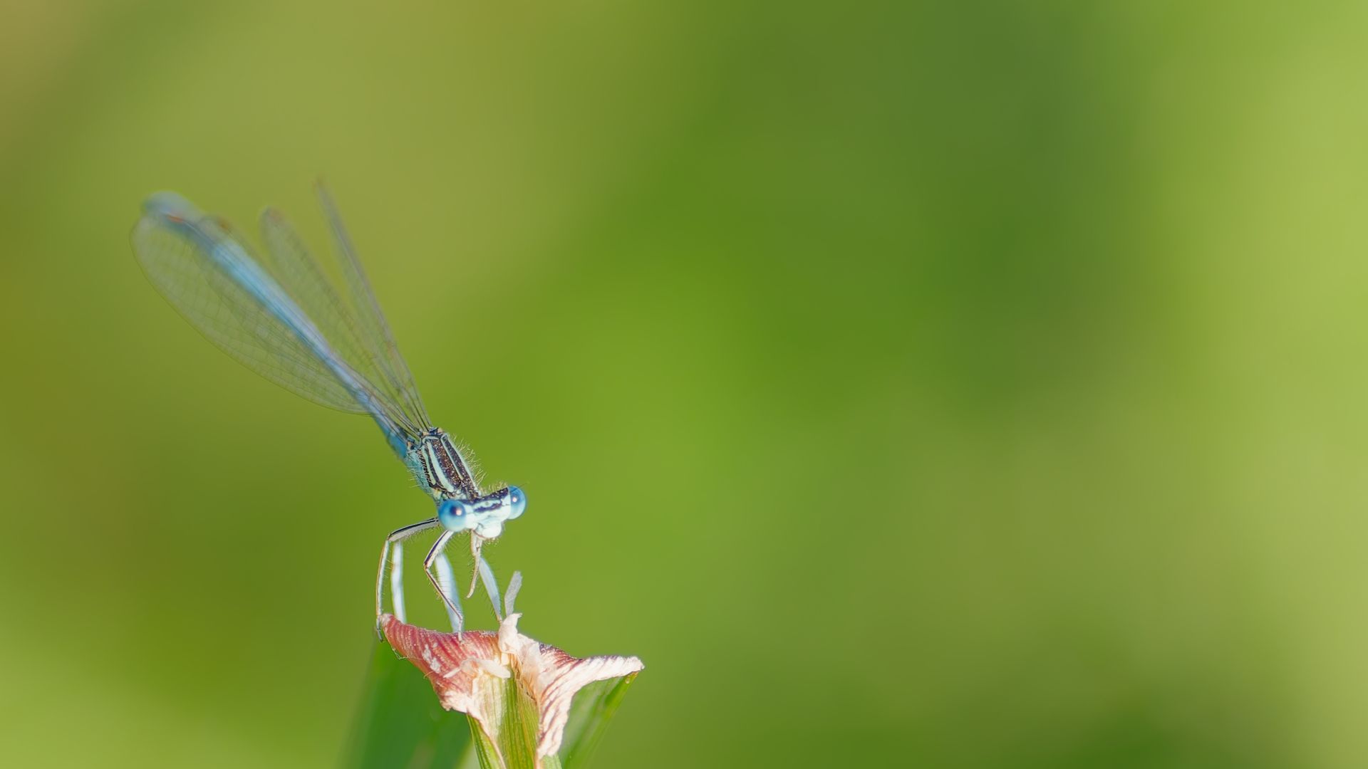 Blauwe Juffer – Elegantie in miniatuur