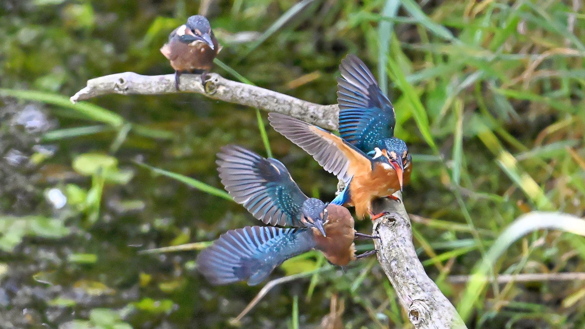 IJsvogels – kleur en snelheid aan de waterkant