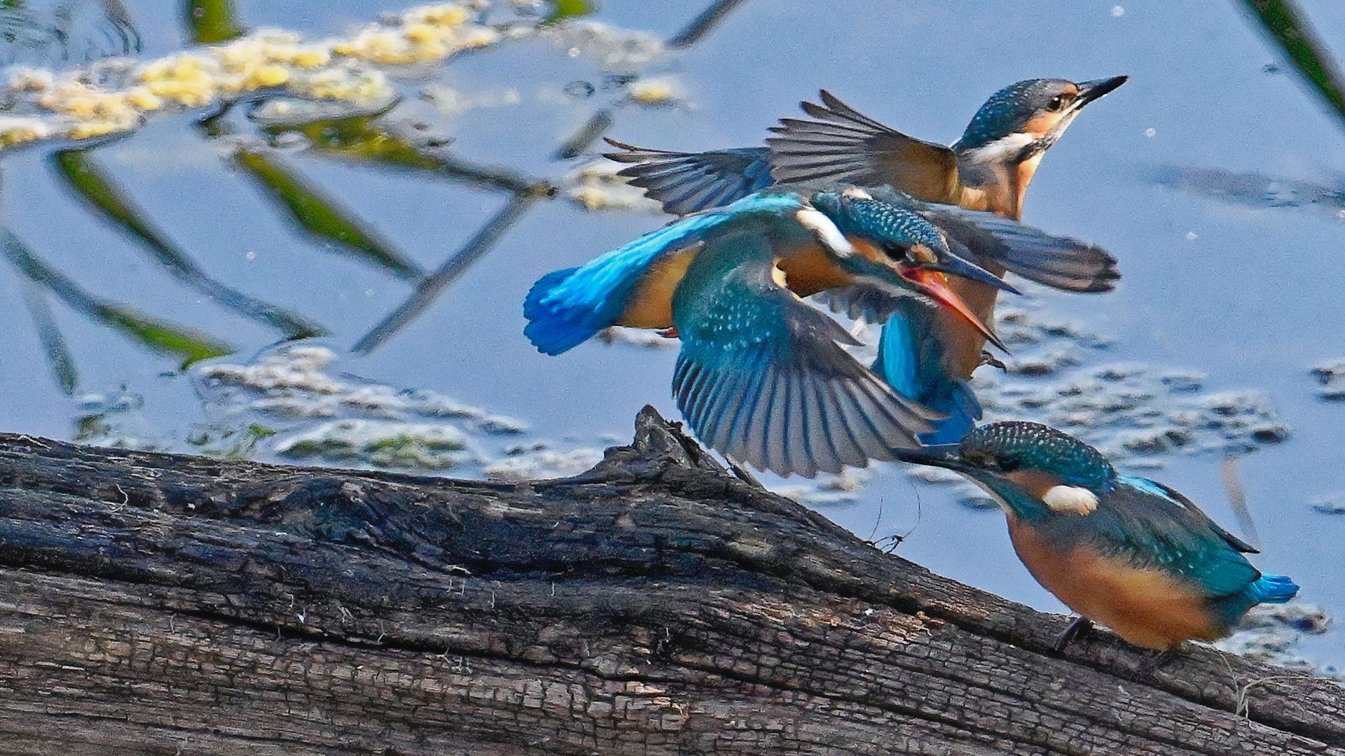 IJsvogels – kleur en snelheid aan de waterkant