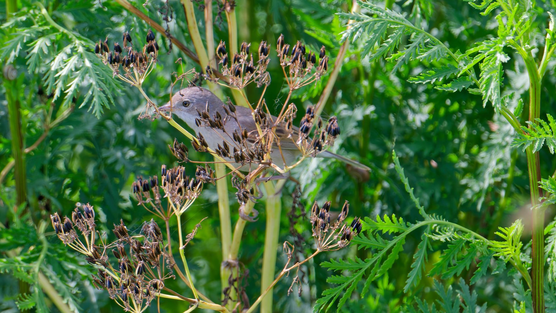 Grasmus – De verborgen zanger van het Nederlandse landschap