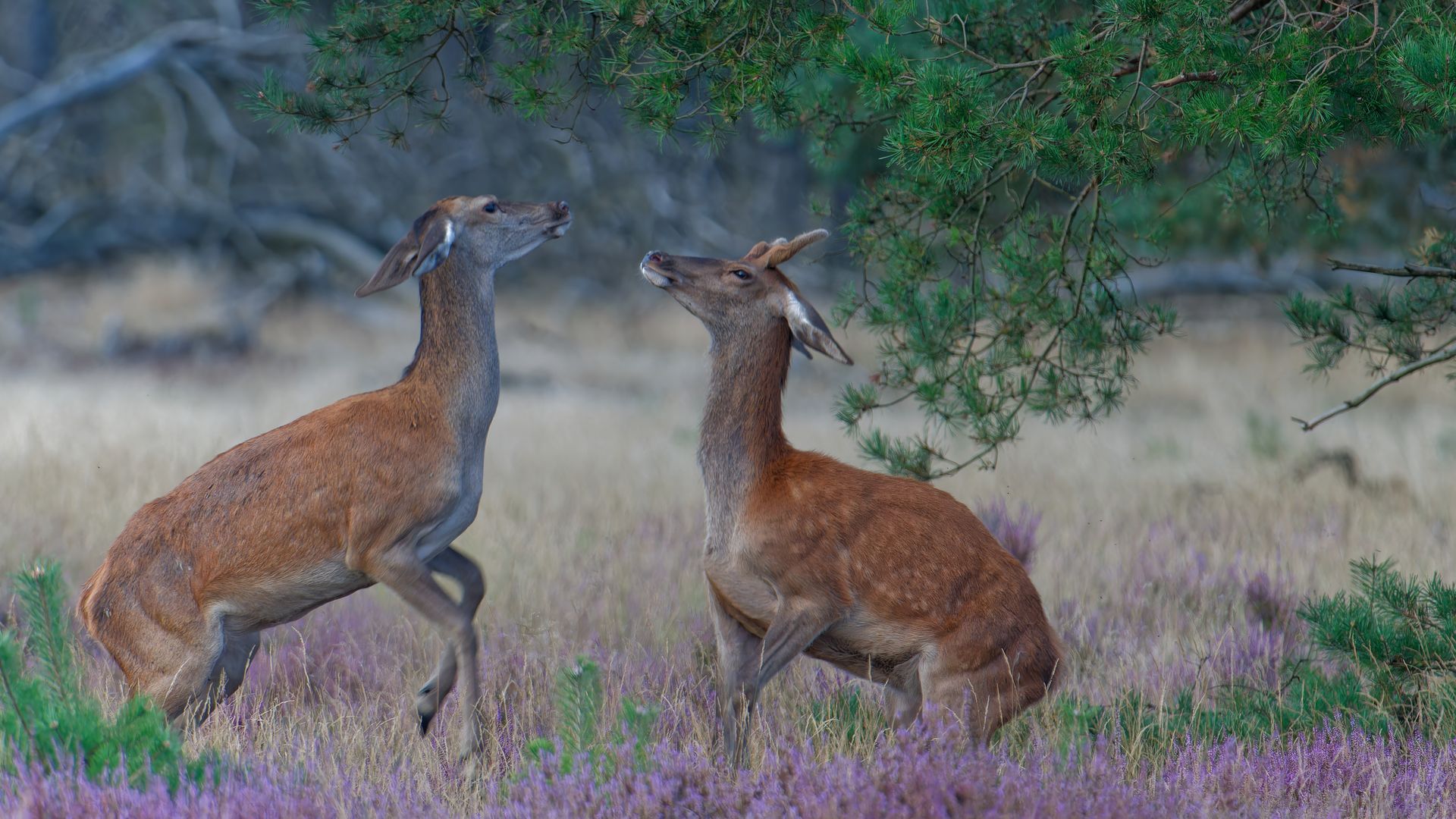 Lepelende hindes – een moment van rust in de natuur