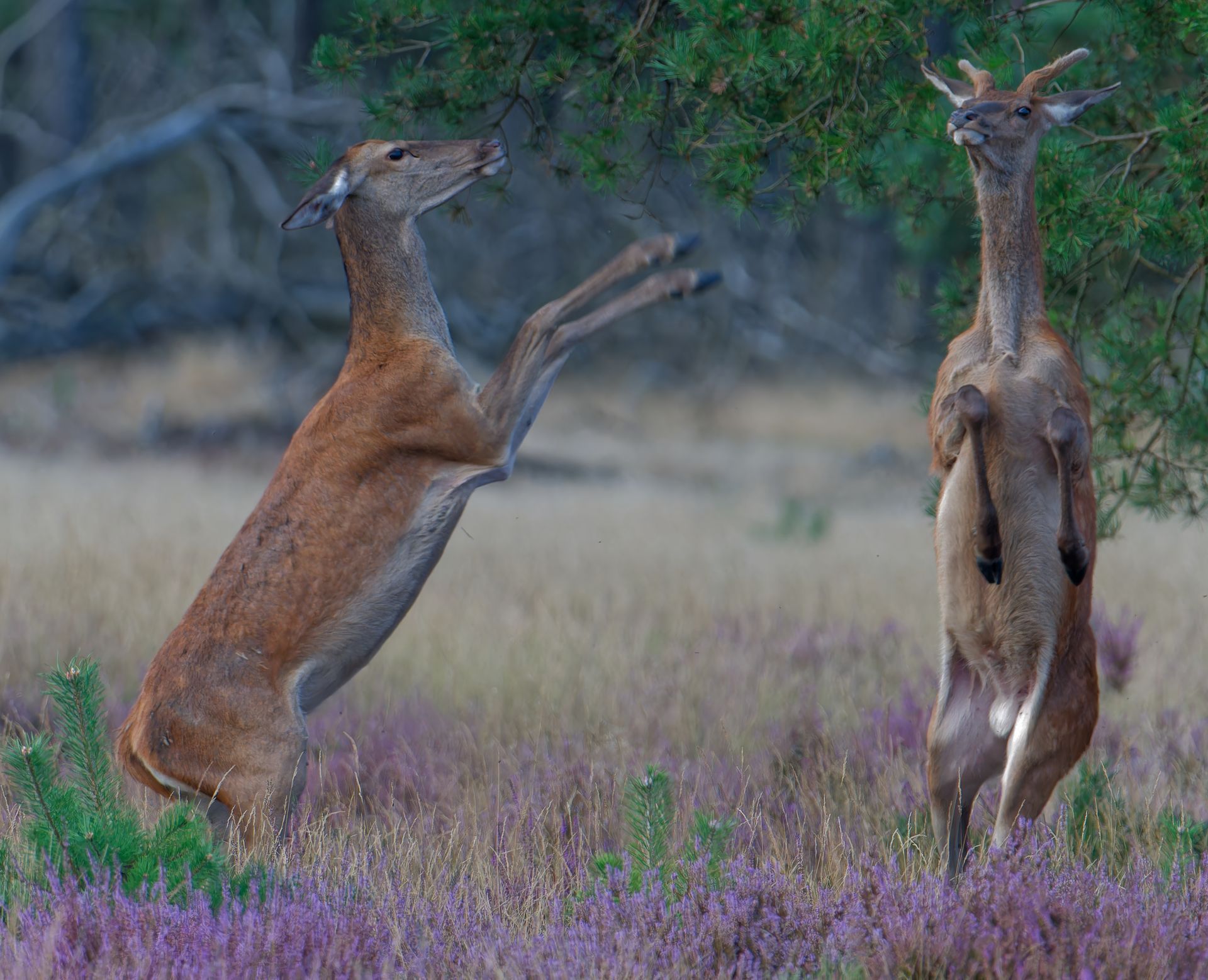 Lepelende hindes – een moment van rust in de natuur
