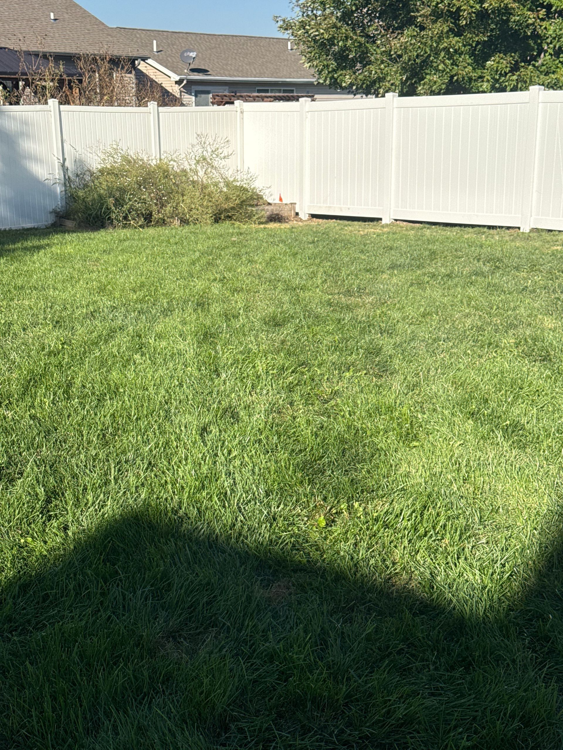 Green lawn with white fence and shrubs in the background under a sunny sky.