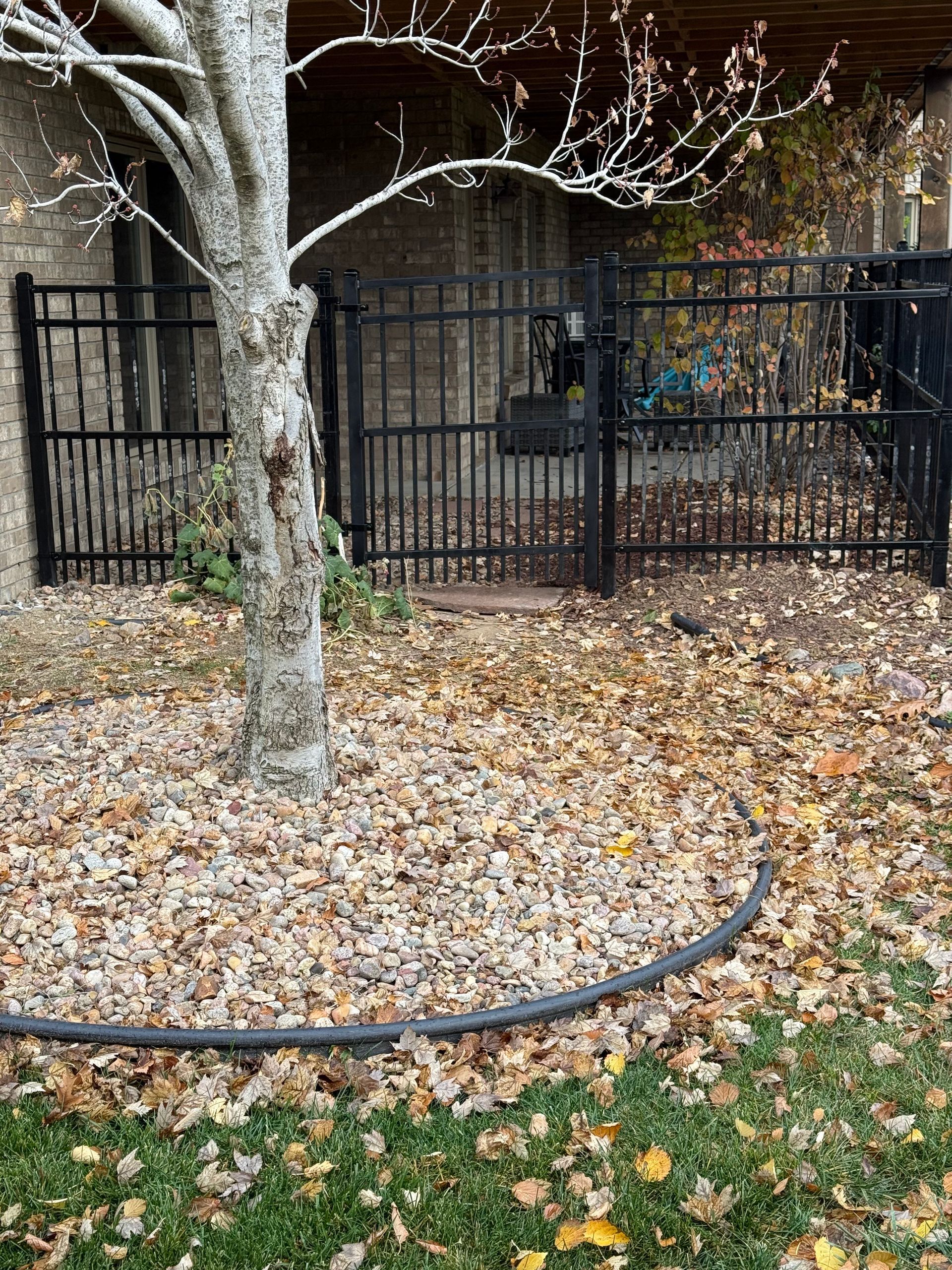 Black metal gate and fence in a yard covered in fallen leaves, near a tree.