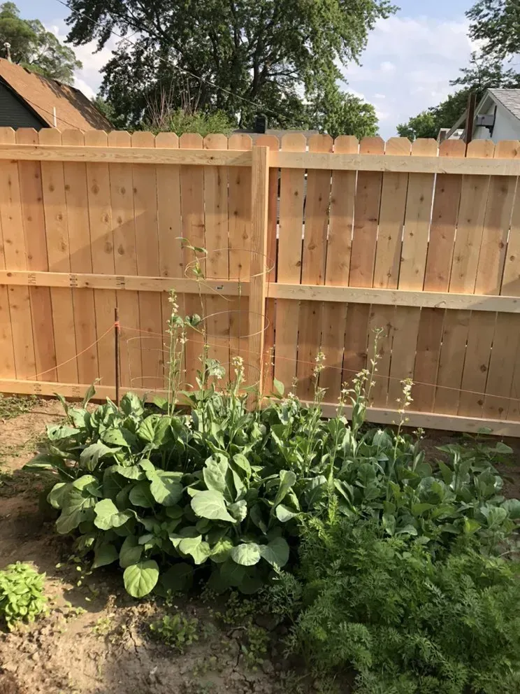 Vegetable garden in front of a wooden fence. Large leafy greens and carrots growing under a sunny sky.