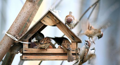Wooden bird feeder with many birds in it