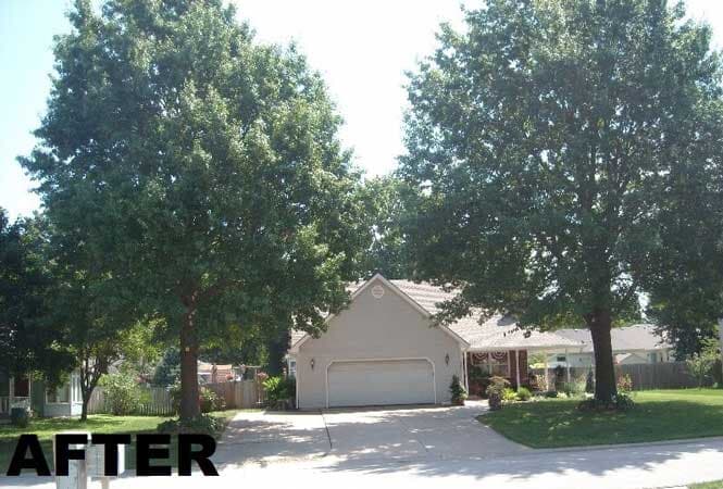 After Tree Service — Mikes Tree Service in Raymore, MO