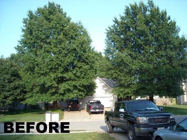Before Tree Service — Mikes Tree Service in Raymore, MO