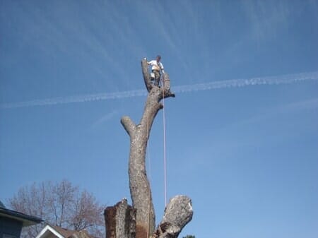 Man at the Top of a Tree — Tree Trimming in Raymore, MO
