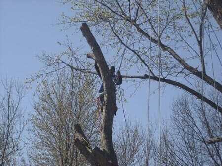 Man Cutting Tree — Mikes Tree Service in Raymore, MO
